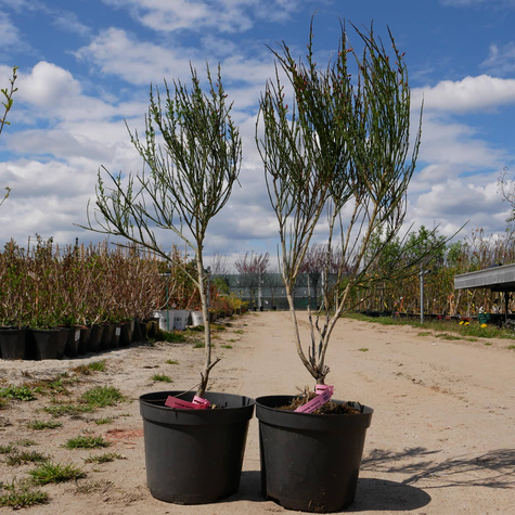 Szczodrzeniec Żarnowiec Miotlasty Lena (C2)