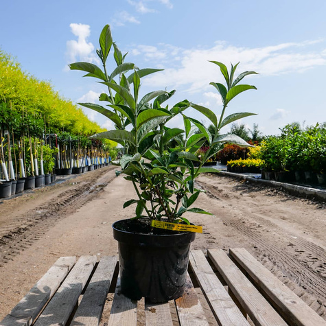 Budleja Davida Summer Beauty (C2)