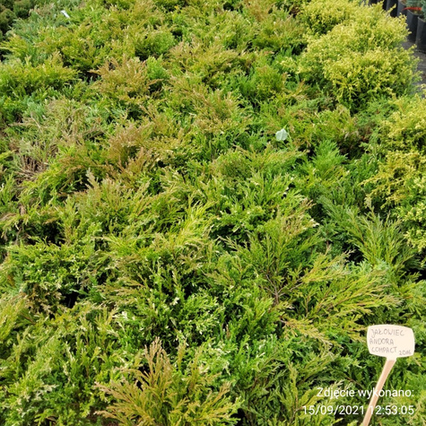 Jałowiec płożący Andora Compact (P9)