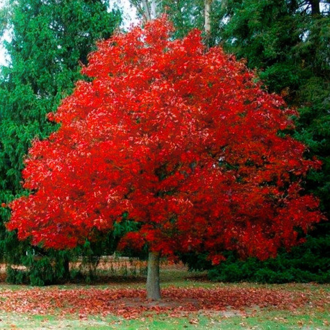 Dąb burgundzki frędzelkowy Wiatrochron (C2)