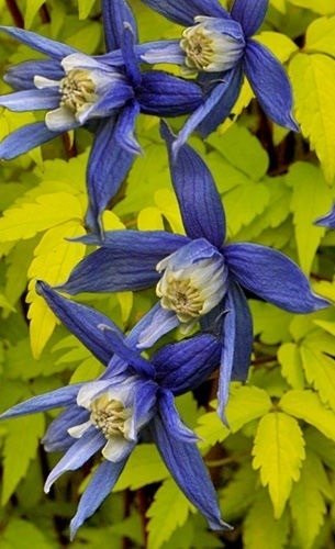 Powojnik Clematis botaniczny Stolwijk Gold