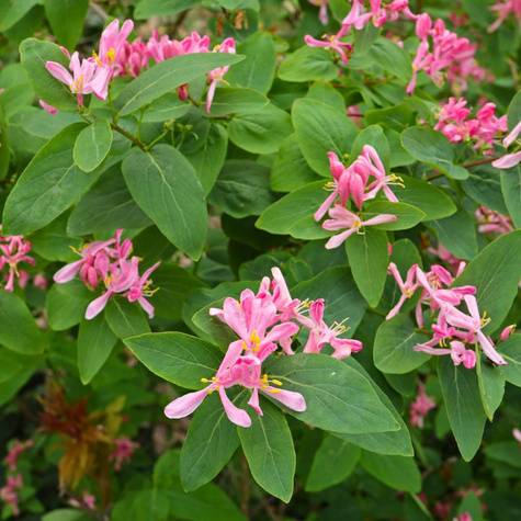 Suchodrzew tatarski Arnold Red (C2)