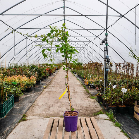 Akebia trójlistkowa