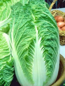 Kapusta pekińska BRISTOL wczesna 2g