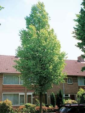 Grab pospolity obw. 8-10 cm