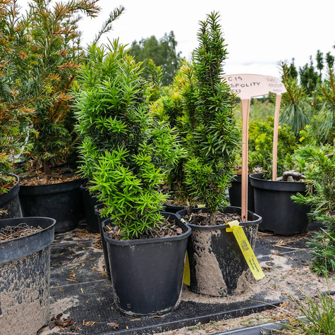 Cis pospolity doniczka