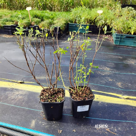 Szałwia greggii Mirage Cream (C2)