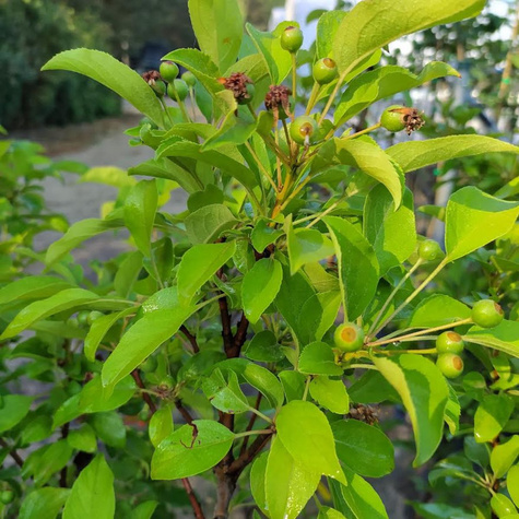 Jabłoń ozdobna Royal Red Szczepiona Na Pniu (C5)