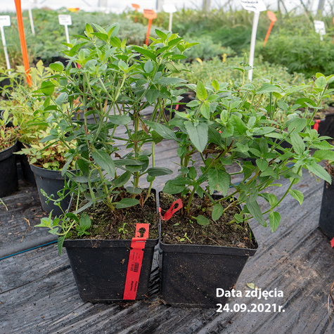 Przetacznik długolistny Schneeriesin (P9)