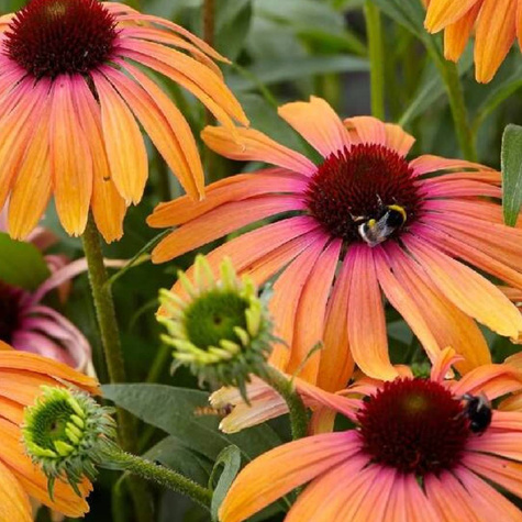 Jeżówka purpurowa Unica Orange Purple Center (C2)