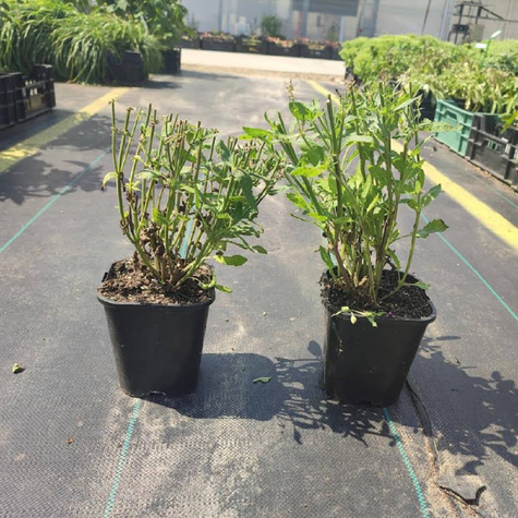 Szałwia omszona Sensation Compact Violet (C2)