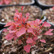 Berberys Thunberga Marylka (C2)