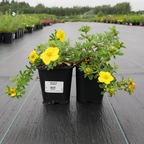 Pięciornik krzewiasty 'Goldstar' (C1.7)