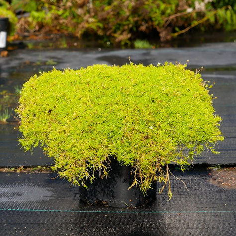 Karmnik ościsty Lime (C2)