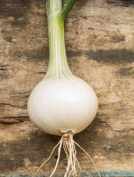 Cebula żółta Hiberna Zimująca 3g