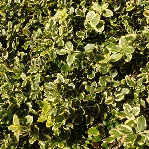 Trzmielina Fortune'a Sheridan Gold (P9)