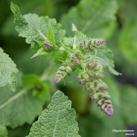 Szałwia omszona Viola Klose (C2)