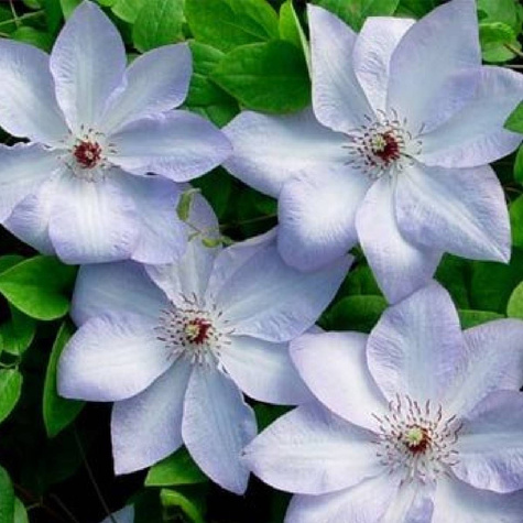 Powojnik Ivan Olson (C2)