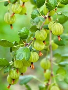 Agrest biały na pniu Plant Pack