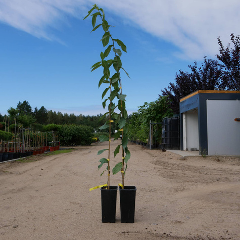Nieszpułka jadalna Delice des Vannes