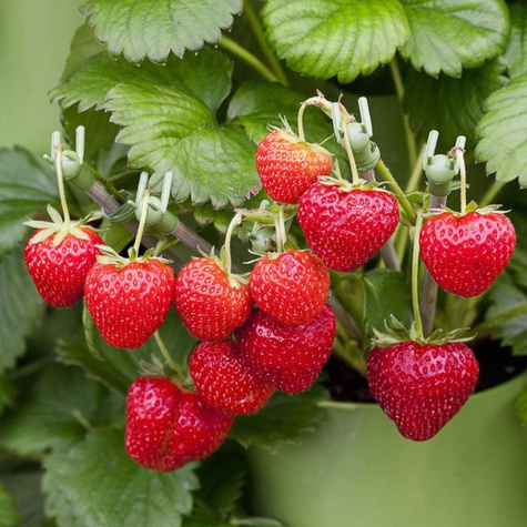 Truskawka poziomkowa OSTARA POWTARZA OWOCOWANIE sadzonki truskawki 10 szt
