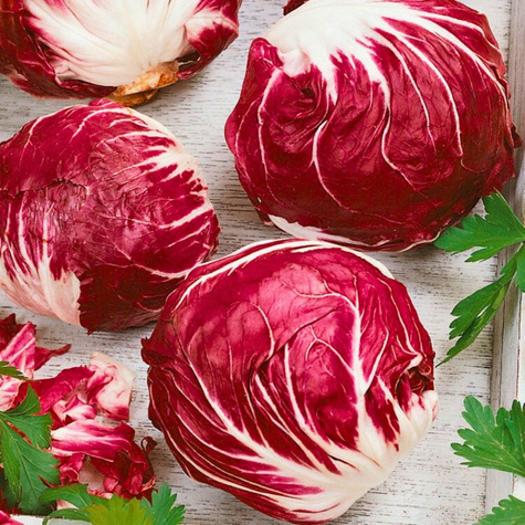 Cykoria liściowa Palla Rossa 5 0,5g