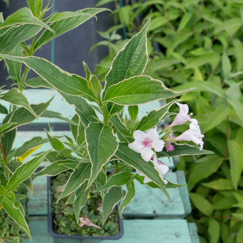 Krzewuszka cudowna Variegata (P9)