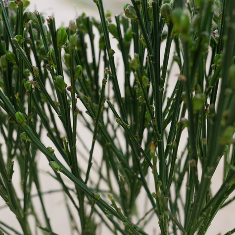 Szczodrzeniec Żarnowiec Miotlasty Maria Burkwood C2