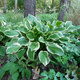 Funkia Hosta Francee (C2)