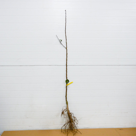 Morela Krasen Kijewski Plant Pack