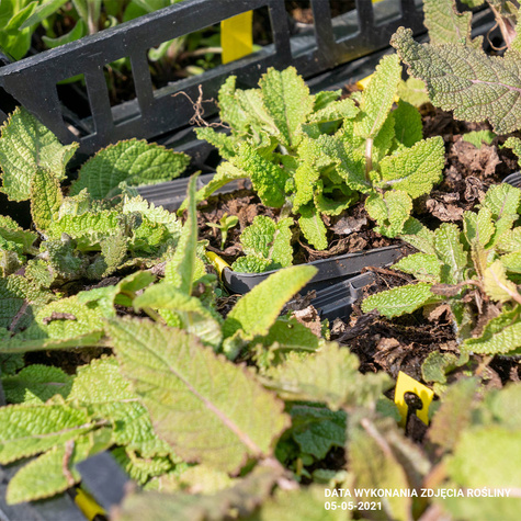 Szałwia łąkowa (C2)