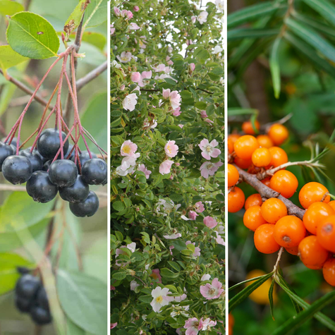 Zestaw Naturalne Zdrowie Plant Pack