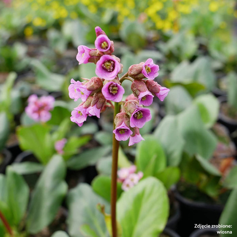 Bergenia sercolistna Rotblum