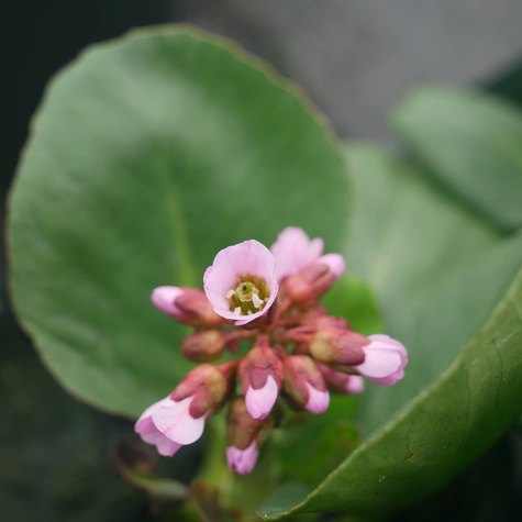 Bergenia sercolistna Rotblum