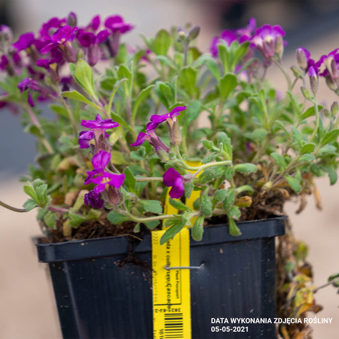 Żagwin ogrodowy Cascade Red