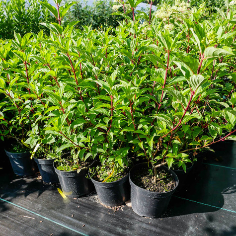 Hortensja bukietowa Baby Lace (C2)