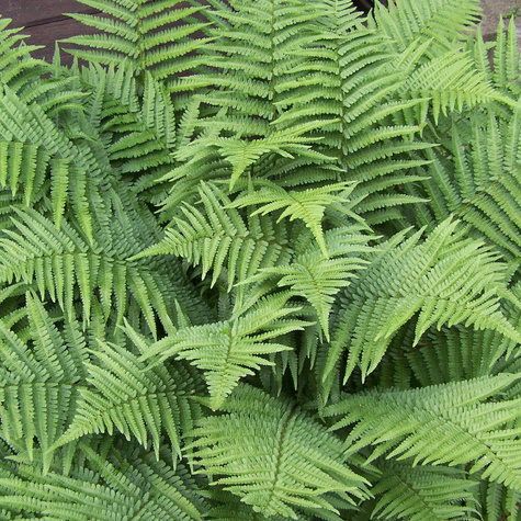 Nerecznica mocna Paproć Crispa (C2)