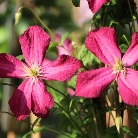 Powojnik Clematis wielkokwiatowy Polonez (C2)
