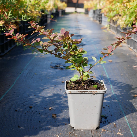 Berberys thunberga Carlo (P9)