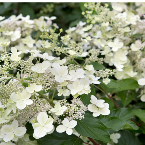 Hortensja bukietowa White Goliath  (P9)