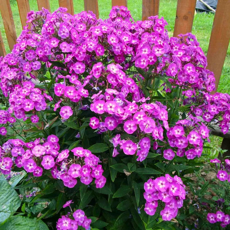 Płomyk wiechowaty Floks Uspech (C2)