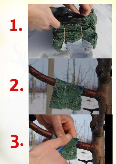 Dobroczynek Gruszowy 500 Opasek