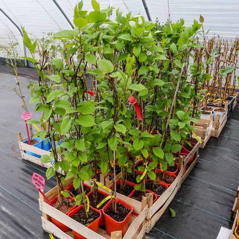 MINI KIWI Aktinidia pstrolistna Sientiabrskaja żeńska