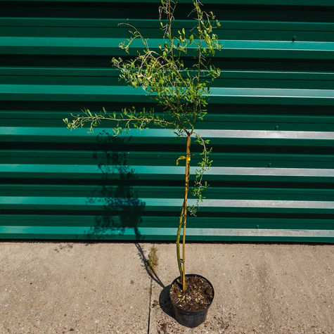 Słonisz srebrzysty Miododajny unikat szczepiony na pniu