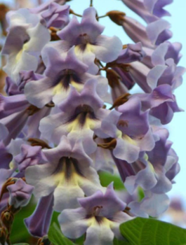 Paulownia omszona, puszysta Pawłownia Cesarskie drzewko 0,1g nasiona