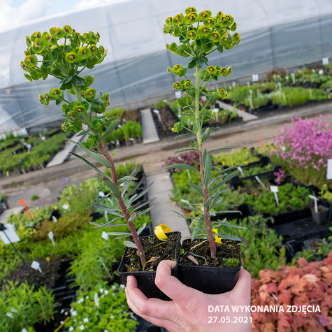 Wilczomlecz błekitnawy Blue Wonder