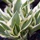 Funkia Hosta Patriot