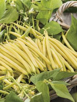 Fasola szparagowa karłowa FURORA POLANA 25g