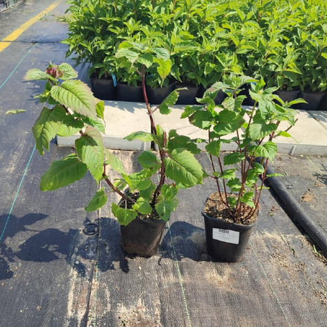 Pysznogłówka dwoista mix kolorów (C2)