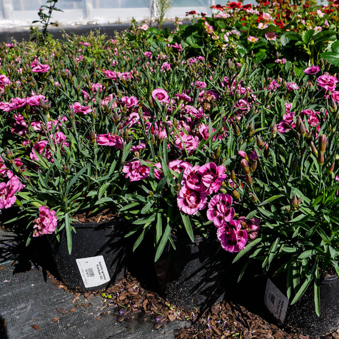 Goździk ogrodowy Pink Eyes (C2)